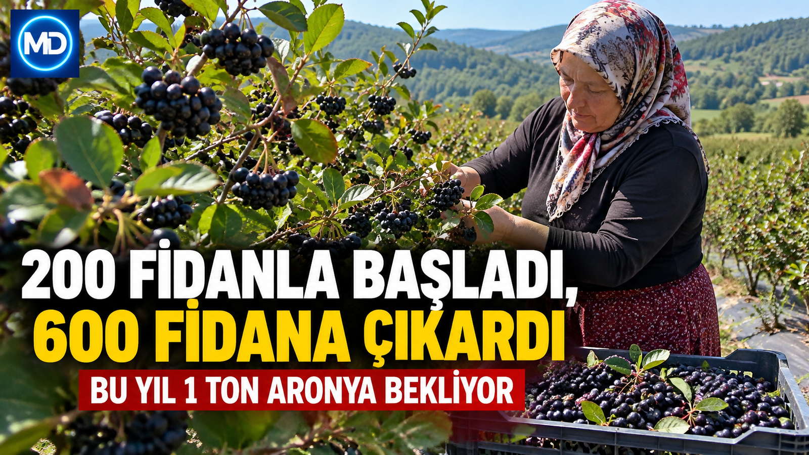 Bartın’da 200 fidanla başladı: Aronya bahçesini 600 fidana çıkardı
