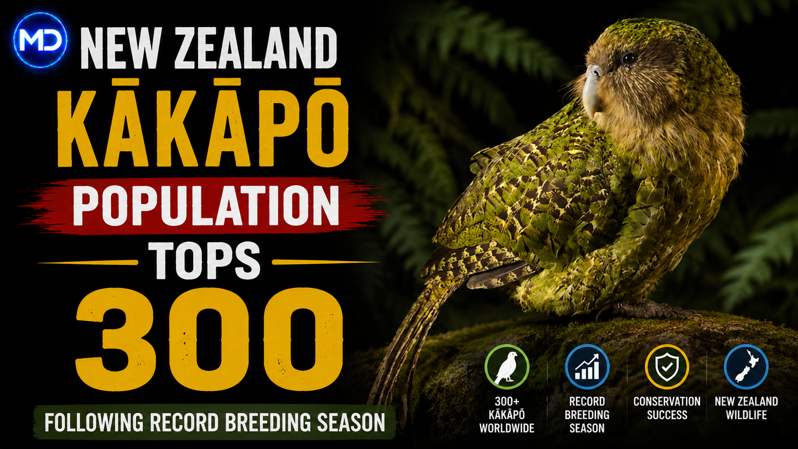 New Zealand Kākāpō Population Tops 300 Following Record Breeding Season