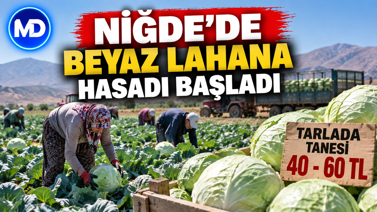 Niğde’de beyaz lahana hasadı başladı: Tarlada tanesi 40-60 TL