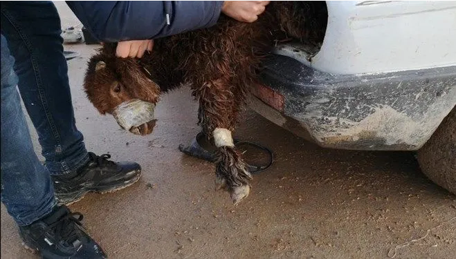 Otomobilin farından kuzu çıktı
