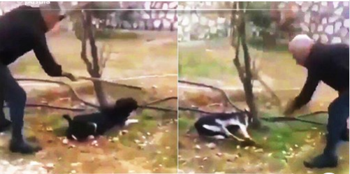 Zonguldak'ta bir köpek, kimliği belirsiz kişi tarafından ağaca bağlanıp sopa ile dövülerek vahşice öldürüldü.