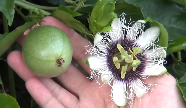 Çarkıfelek meyvesi nedir? Çarkıfelek meyvesinin faydaları nelerdir?