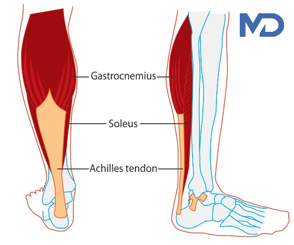 Herkesin Yapması Gereken Mükemmel Egzersiz Soleus Push-Up
