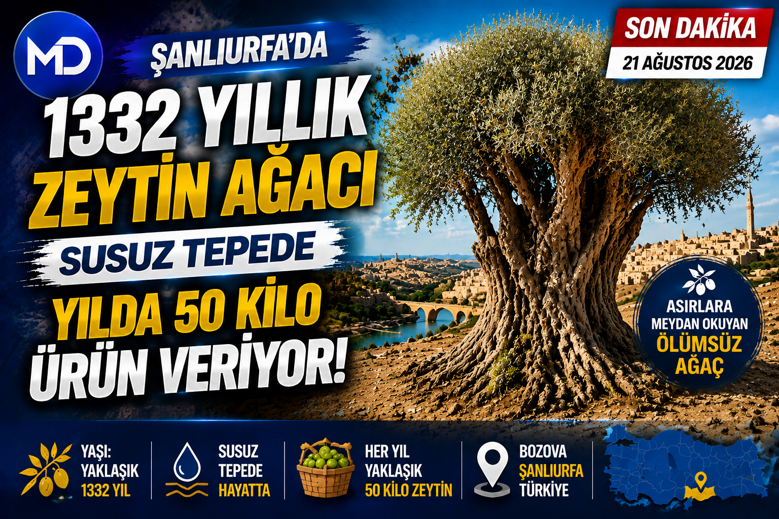 Şanlıurfa’da 1332 yıllık zeytin ağacı susuz tepede yılda 50 kilo ürün veriyor