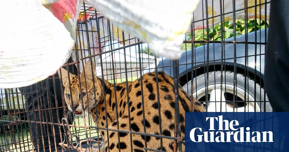 African Serval Rescued from Unpermitted Enclosure During Louisiana House Fire