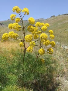Çakşır Otunun Faydaları ve Zararları