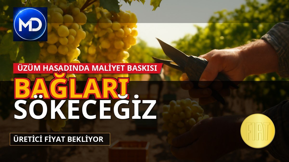 Alaşehir'de üzüm üreticisi fiyat bekliyor: 