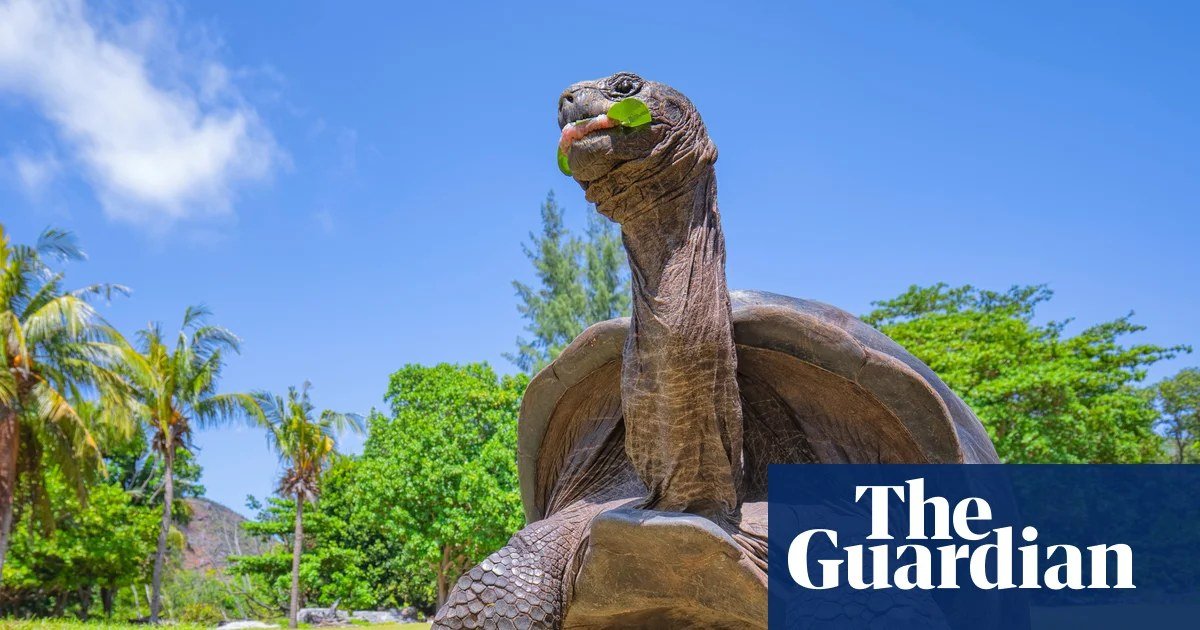 Aldabra Giant Tortoise Population Reaches Record High of 180,000 in Conservation Victory