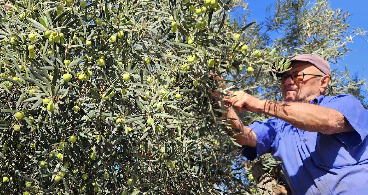 Antalya’nın tescilli tavşan yüreği zeytininde hasat başladı: Kilosu 100 liraya çıkıyor