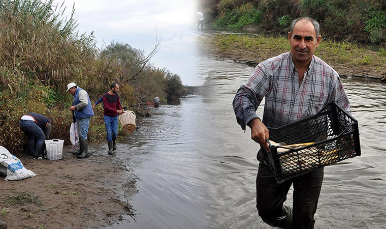 Ölü balıklar kıyıya vurdu; yurttaşlar kasalara doldurup eve götürdü