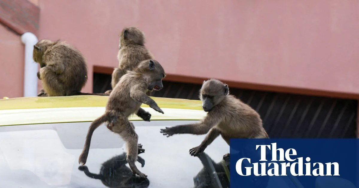 Cape Town Plans Relocation of Problem Baboon Troops Amid Growing Controversy