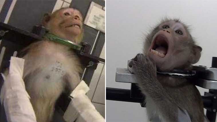 Vahşet!!! Bu görüntüler dünyayı ayağa kaldırdı!