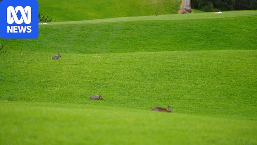 Feral Rabbit Surge Causes Widespread Damage to Western Australia Golf Course and Farms