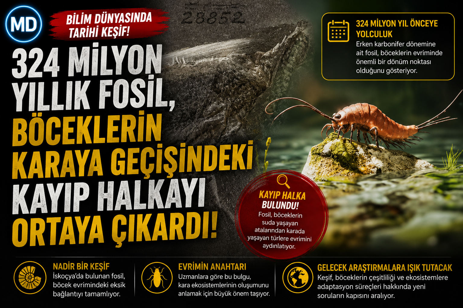 324 milyon yıllık fosil, böceklerin karaya geçişindeki kayıp halkayı ortaya çıkardı