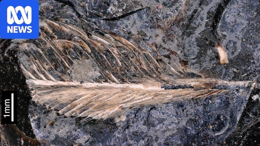 Fossilised Dinosaur Dung Yields Remarkably Preserved Extinct Bird Feather