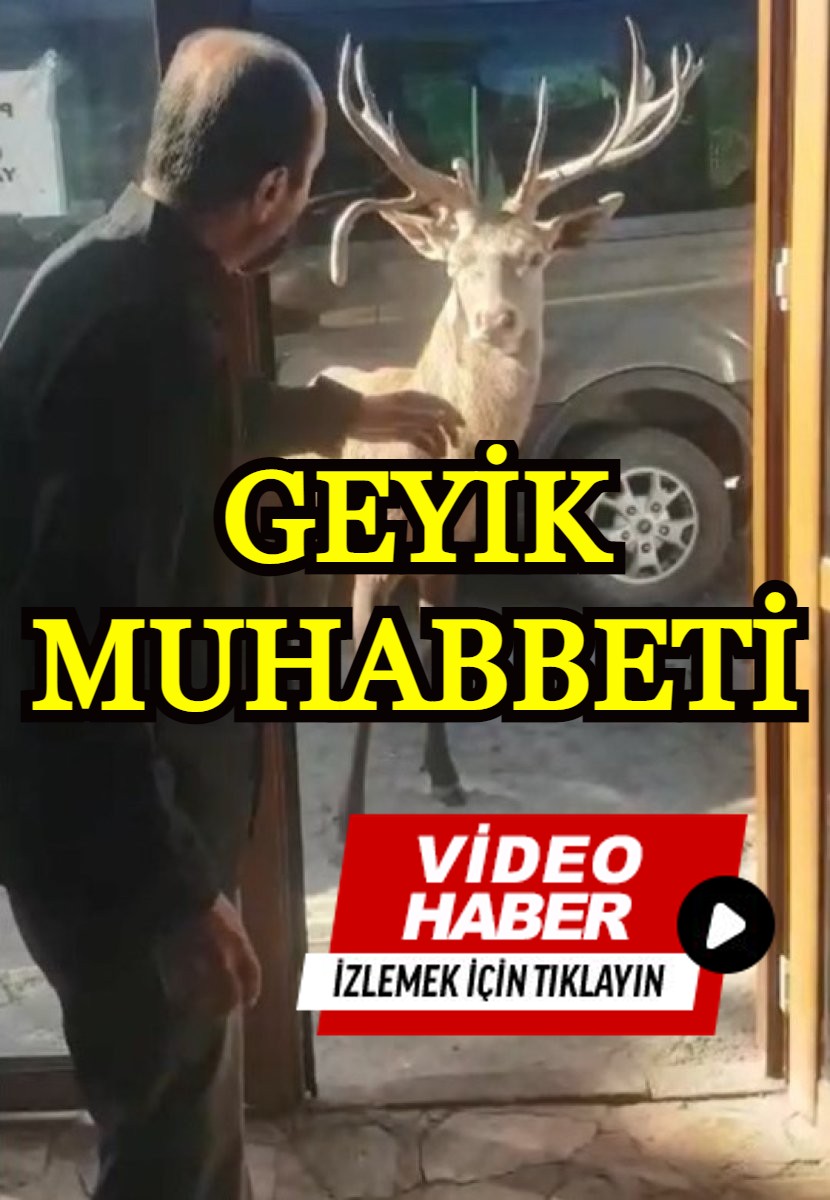 Manisa'da restoran şefinin geyikle muhabbeti gündem oldu