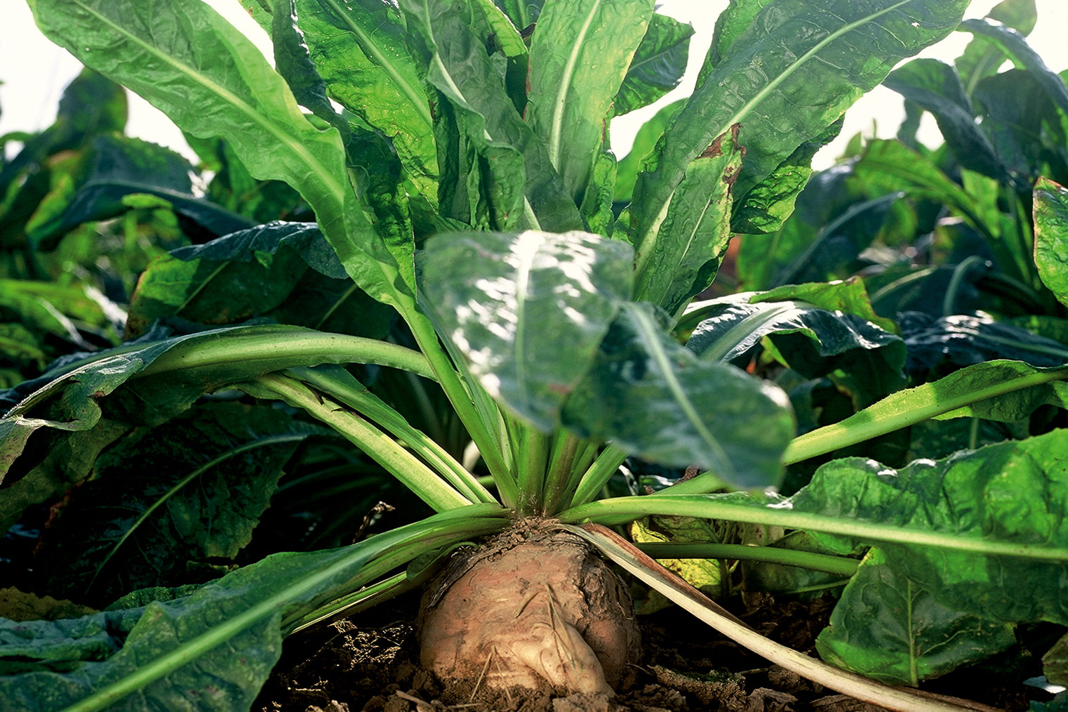 Hindiba nedir? Hindibanın faydaları nedir?