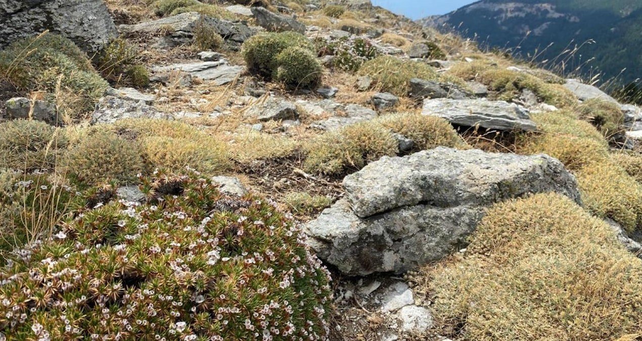 Kaz Dağları’nda yeni böcek türü keşfedildi: Anuromyzus acantholimonis