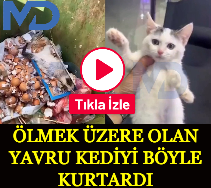 Ölmek üzere olan yavru kediyi böyle kurtardı