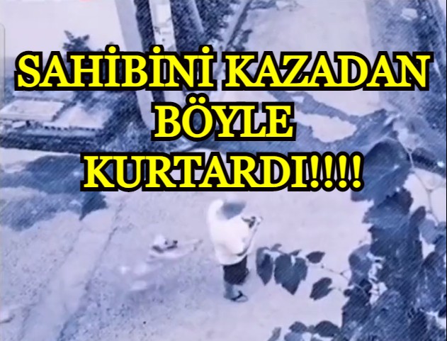 Sahibini kazadan kurtaran köpek