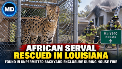 African Serval Rescued from Unpermitted Enclosure During Louisiana House Fire