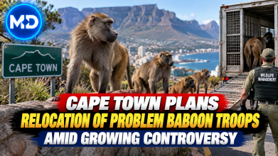 Cape Town Plans Relocation of Problem Baboon Troops Amid Growing Controversy