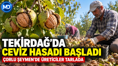 Tekirdağ’da ceviz hasadı başladı: Çorlu Seymen’de üreticiler tarlada
