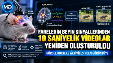Farelerin Beyin Sinyallerinden 10 Saniyelik Videolar Yeniden Oluşturuldu
