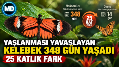 Yaşlanması yavaşlayan kelebek 348 gün yaşadı: 25 katlık fark