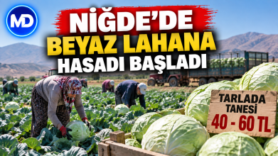 Niğde’de beyaz lahana hasadı başladı: Tarlada tanesi 40-60 TL