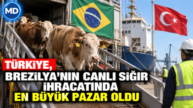 Türkiye, Brezilya’nın canlı sığır ihracatında en büyük pazar oldu