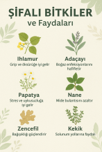 Şifalı Bitkiler ve Faydaları: En Kapsamlı Doğal Rehber
