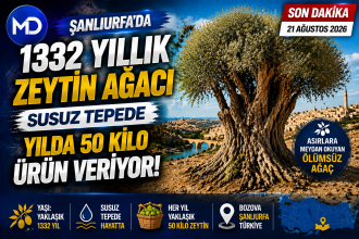 Şanlıurfa’da 1332 yıllık zeytin ağacı susuz tepede yılda 50 kilo ürün veriyor