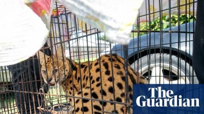 African Serval Rescued from Unpermitted Enclosure During Louisiana House Fire
