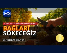 Alaşehir'de üzüm üreticisi fiyat bekliyor: 