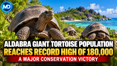 Aldabra Giant Tortoise Population Reaches Record High of 180,000 in Conservation Victory