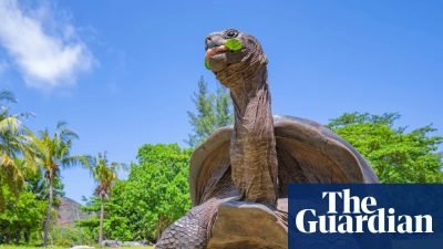 Aldabra Giant Tortoise Population Reaches Record High of 180,000 in Conservation Victory