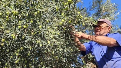 Antalya’nın tescilli tavşan yüreği zeytininde hasat başladı: Kilosu 100 liraya çıkıyor