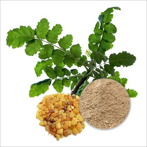 (Boswellia Serrata) Akgünlük Ekstraktı Nedir? 