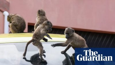 Cape Town Plans Relocation of Problem Baboon Troops Amid Growing Controversy