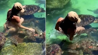Cynthia Benitez Zanzibar’da deniz kaplumbağasının ısırığıyla panik yaşadı