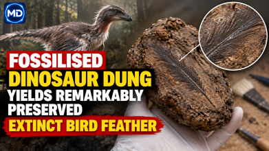 Fossilised Dinosaur Dung Yields Remarkably Preserved Extinct Bird Feather