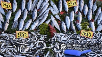 Edirne’de sezonun ilk balık fiyatları belli oldu: Palamut 250 lira