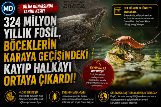 324 milyon yıllık fosil, böceklerin karaya geçişindeki kayıp halkayı ortaya çıkardı
