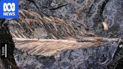 Fossilised Dinosaur Dung Yields Remarkably Preserved Extinct Bird Feather