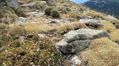Kaz Dağları’nda yeni böcek türü keşfedildi: Anuromyzus acantholimonis