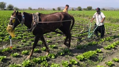 Kozan’da çiftçi, mazot maliyeti nedeniyle marul tarlasını atla çapalatıyor