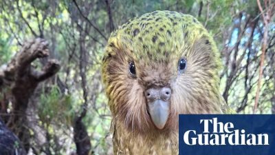 New Zealand Kākāpō Population Tops 300 Following Record Breeding Season