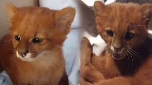 Eve getirdiği 'kedi yavruları' puma çıktı