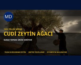 Şanlıurfa’da 1332 yıllık zeytin ağacı susuz tepede yılda 50 kilo ürün veriyor